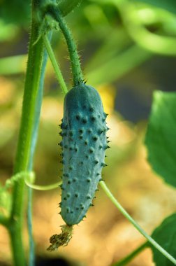 Yeşil yaprakların arasında küçük bir salatalık yetişiyor. Sebze yetiştiriyorum