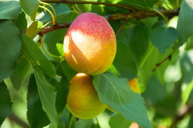 Sulu, olgun kayısılar yeşil yaprakların arasında bir ağaçta
