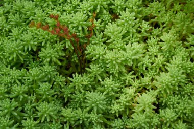 Doğadaki Sedum. Yeşil Sedum 'un doğal arkaplanı