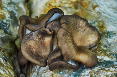 İstiridye mantarları yetişir. İstiridye mantarı yetiştirme 