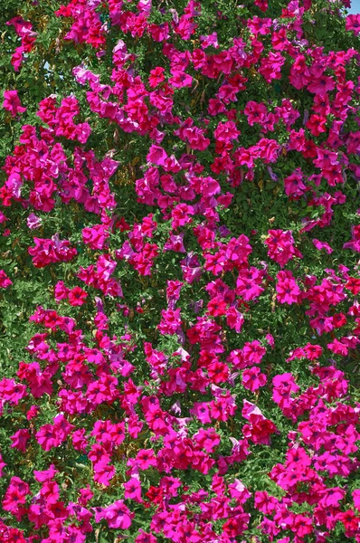 Bakgrund Rosa Petunia Blommor Högst Upp Vackra Blommor Sommaren — Stockfoto