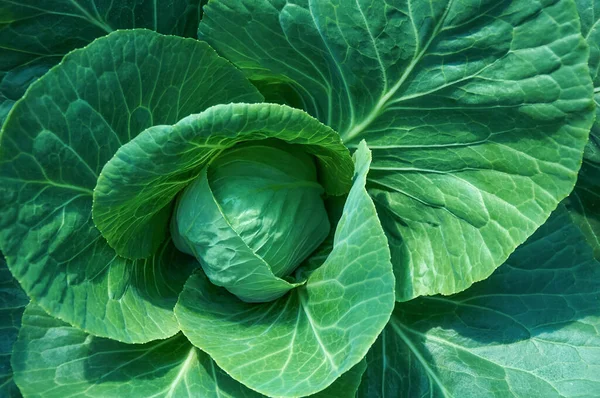 stock image Green leaves of white cabbage in close-up. Head of cabbage in the vegetable garden