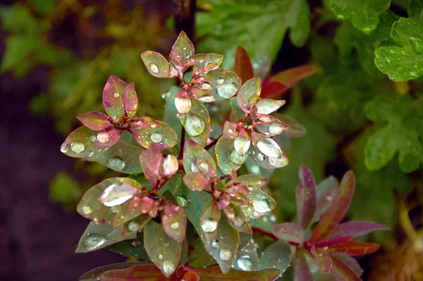 stock image Rain Drops Red Tip Flowers . Wood Spurge in nature