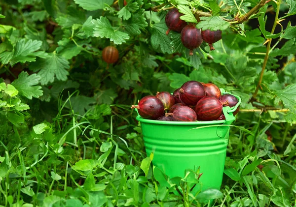 Gooseberries Roșu Într Găleată Verde Mică Iarbă Verde — Fotografie, imagine de stoc