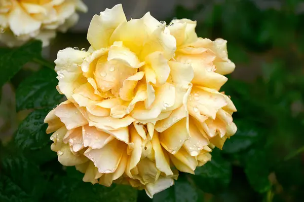 Hermosa Rosa Amarilla Cerca Jardín —  Fotos de Stock