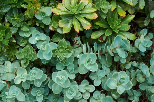 Beautiful Leaves Sedum Stonecrop Nature — Stock Photo, Image
