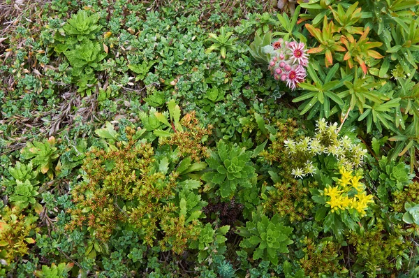 Sempervivum Montanum Flores Purga Madeira Jardim Rocha — Fotografia de Stock