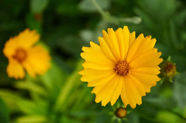 Yellow Coreopsis Summer Garden Close — Fotografia de Stock