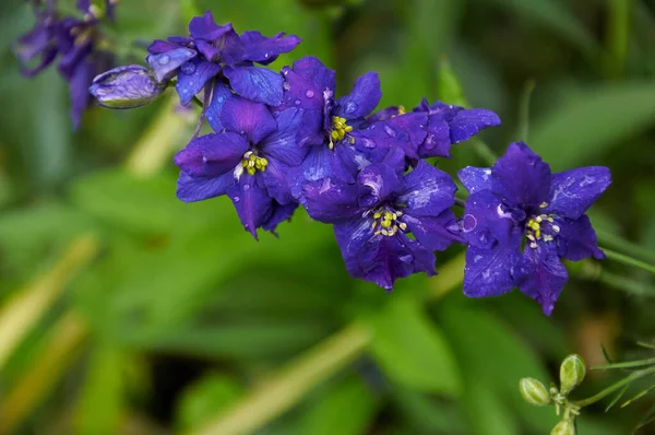 Blue Flowers Delphinium Close — Stock Photo, Image