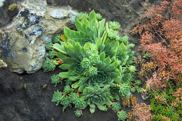 녹색돌은 정원에 Sempervivum 상록수 바위로 정원의 장식인 장식용 다재다능 — 스톡 사진