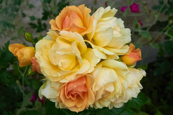 Hermosa Rosa Amarilla Cerca Jardín —  Fotos de Stock