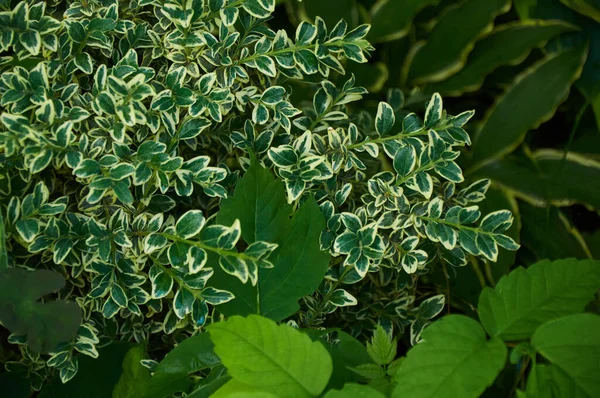 Krásné Přírodní Pozadí Různých Zelených Listů Letní Čas — Stock fotografie