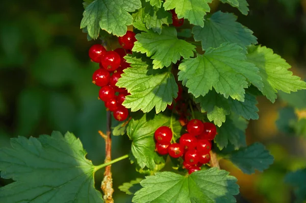 Clusters Red Currants Branch Leaves Garden — Stock Photo, Image