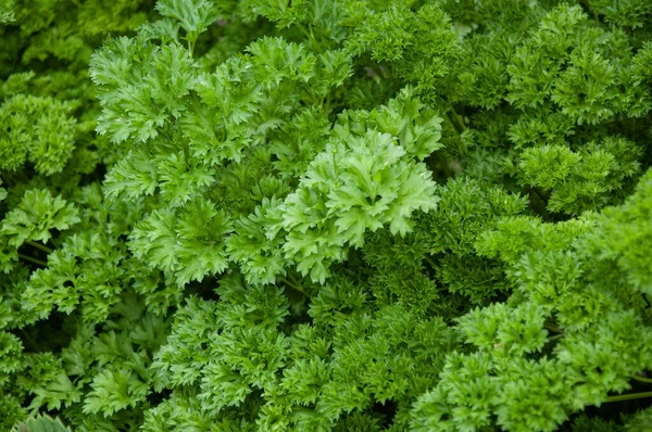 Petersilienpflanze Schönes Grünes Muster Der Petersilienblätter — Stockfoto