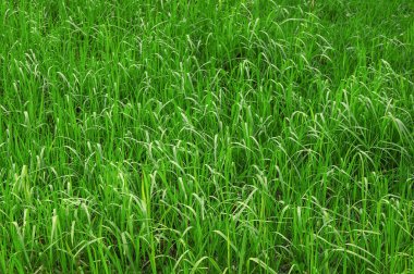 Yeşil doğal çimenlerin arka planı. Baharda yeşil çimen