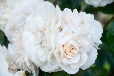 Gently white-beige rose close-up. Beautiful floral background. Valentine's day and holidays. Love