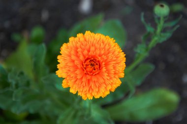 Orange marigold flower in the garden close-up. Selective focus