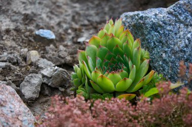 Güzel bir sempervivum (taş gül) yakın planda bir kayanın üzerinde