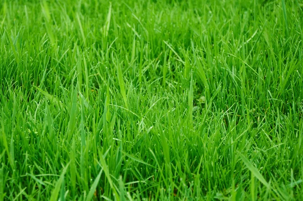 Green Grass Sunny Day Natural Grass Background — Stock Photo, Image