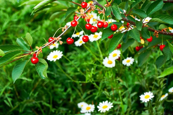 Red Cherries Branch Background Green Grass White Daisies Harvesting Nature — Foto Stock