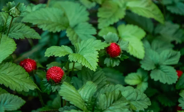 Red strawberries in the garden close-up.