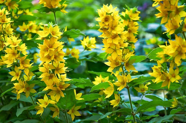 Loosestrife Belas Flores Amarelas Jardim Close — Fotografia de Stock