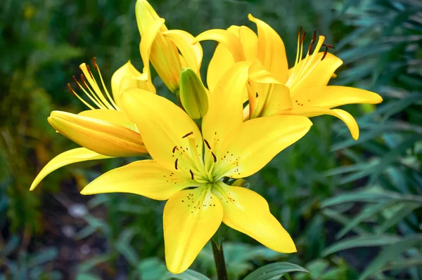 Yellow Lilies Garden Close Selective Focus — Stok fotoğraf