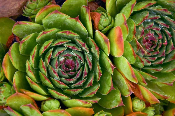 아름다운 Sempervivum — 스톡 사진