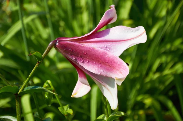 Красивые Лилии Крупным Планом Саду Закрыть Белое Розовое Цветение Саду — стоковое фото