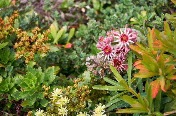 Sempervivum Montanum Flores Madera Purga Jardín Rocas — Foto de Stock