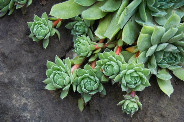 녹색돌은 정원에 Sempervivum 상록수 바위로 정원의 장식인 장식용 다재다능 — 스톡 사진