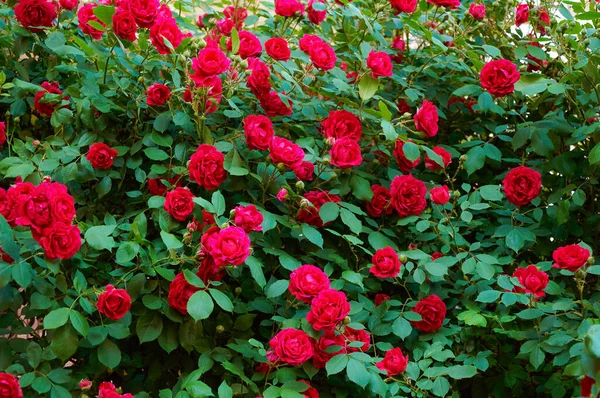 Large Bush Many Red Roses Close Beautiful Floral Background ストック写真