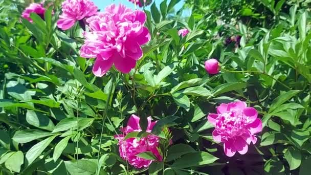 Arbusto Peonía Rosa Fondo Del Cielo Azul Primer Plano Día — Vídeos de Stock