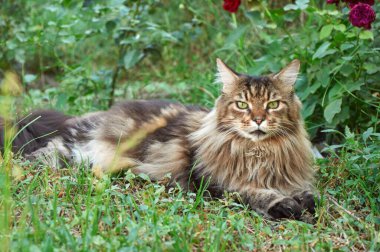 Tabby Maine Rakun kedisi çiçek açan bir çayırda yatıyor. Evcil hayvan dışarıda yürüyor. Kedi yakın plan. Bahçedeki evcil kedi