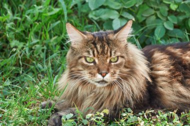 Tabby Maine Rakun kedisi çiçek açan bir çayırda yatıyor. Evcil hayvan dışarıda yürüyor. Kedi yakın plan. Bahçedeki evcil kedi