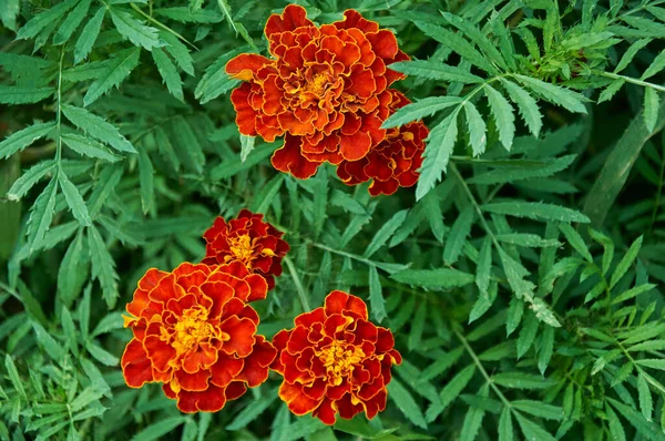 Primer Plano Flores Caléndula Naranja Con Amarillo Jardín Hojas Verdes —  Fotos de Stock