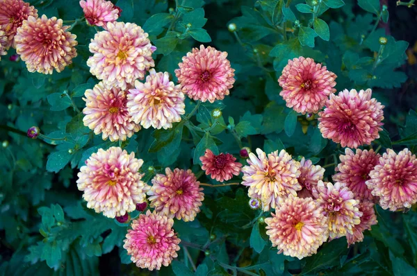 Pink Orange Chrysanthemum Flowers Garden — Stock Photo, Image