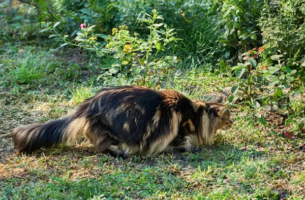 Tabby Maine Mýval Kočka Loví Trávě Domácí Zvíře Kráčející Přírodě — Stock fotografie
