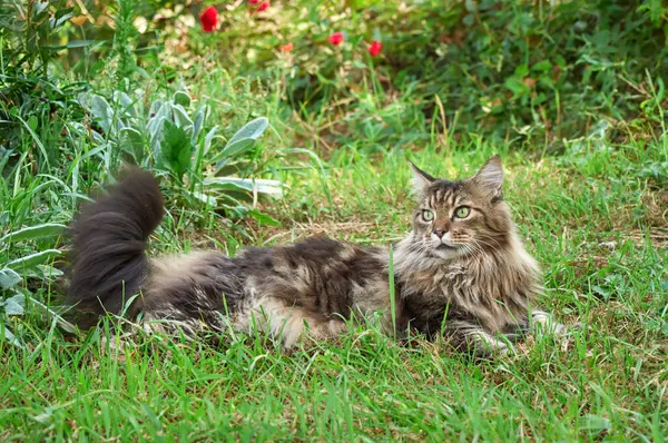 타비메인 고양이는 초원에 고양이 클로즈업 정원에 집고양이 — 스톡 사진