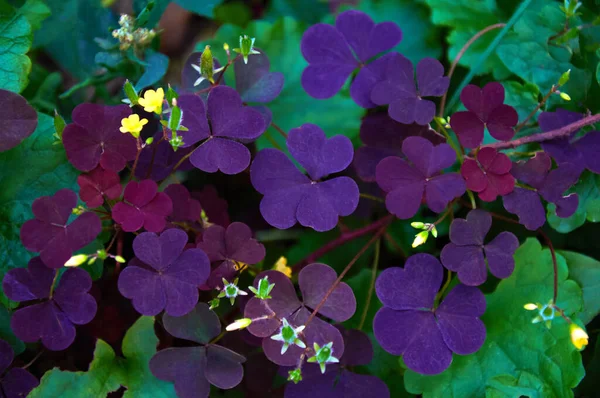 Hermosas Hojas Púrpuras Sobre Fondos Hojas Verdes Pequeñas Flores Amarillas — Foto de Stock