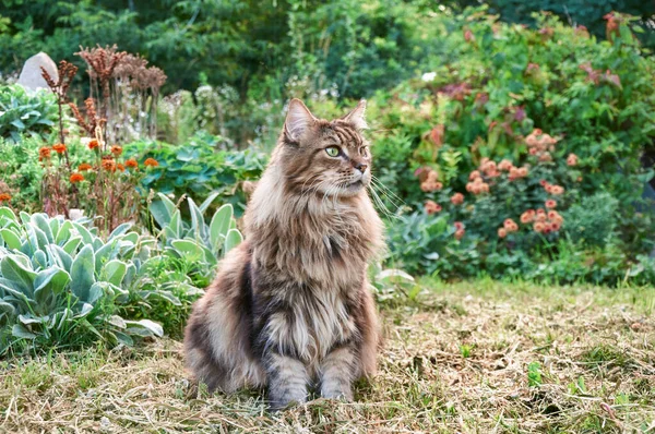 Tabby Maine Coon Gato Sentado Prado Florescente Pet Andando Livre — Fotografia de Stock