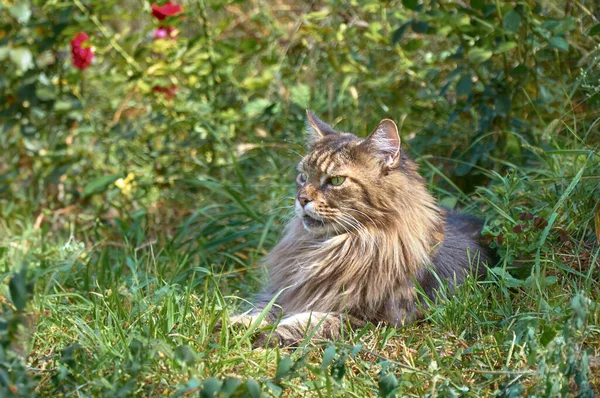 Tabby Maine Coon Cat Lying Blooming Meadow Pet Walking Outdoors — Stock Photo, Image