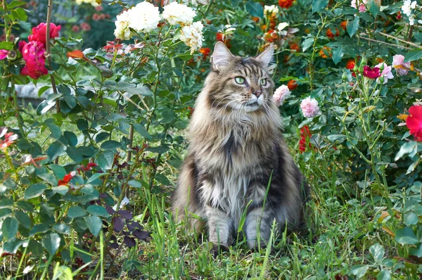 Tabby Maine Coon Gato Sentado Prado Florescente Pet Andando Livre — Fotografia de Stock