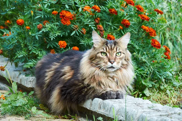 Tabby Maine Mýval Kočka Ležící Kvetoucí Louce Domácí Mazlíčci Procházející — Stock fotografie