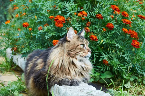 Tabby Maine Coon Katze Liegt Auf Einer Blühenden Wiese Haustier — Stockfoto