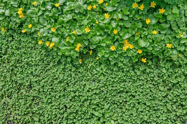 上からのクローバービュー 自然の草の背景風景デザインのための緑の装飾草 — ストック写真