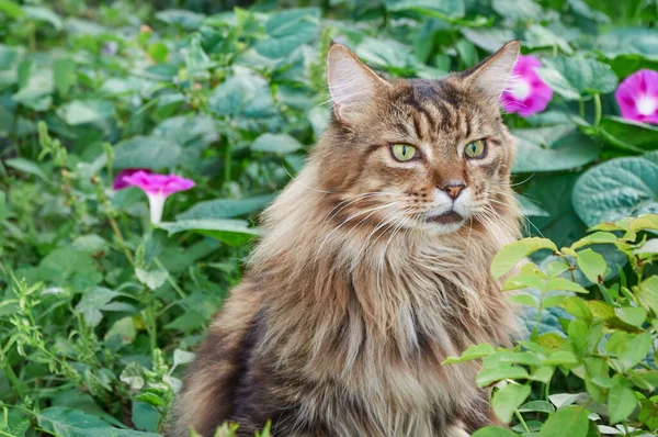 Tabby Maine Mýval Kočka Sedí Kvetoucí Louce Domácí Mazlíčci Procházející — Stock fotografie