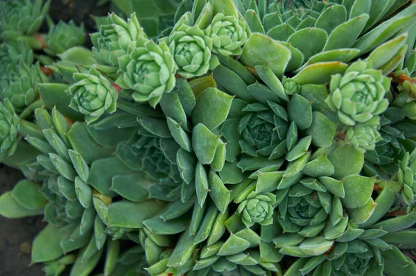 Groene Stenen Roos Sempervivum Tuin Bovenaanzicht Groenblijvende Plant Decoratieve Plant — Stockfoto