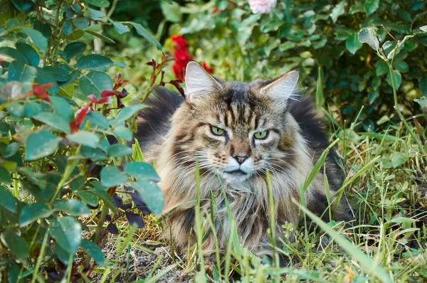 Tabby Maine Coon Katt Ligger Blommande Äng Sällskapsdjur Som Går — Stockfoto