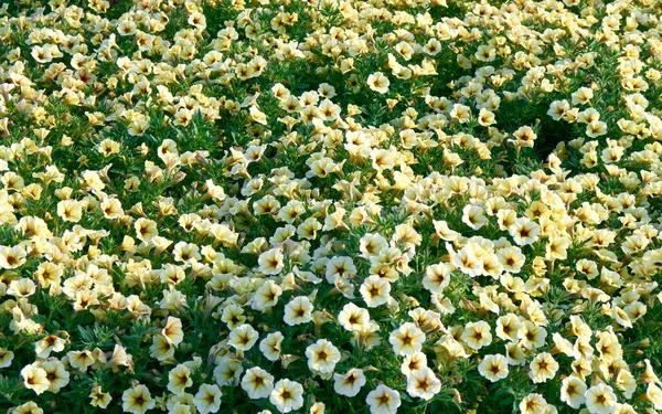 Bakgrund Gula Petunia Blommor Vackra Blommor Sommaren — Stockfoto
